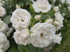 `Aspirin® Rose` TANTAU®'  Róża okrywowa 'Aspirin Rose' 1,5L